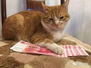 娱乐吃瓜君猫咪摇头,揭秘吃瓜君的萌态瞬间